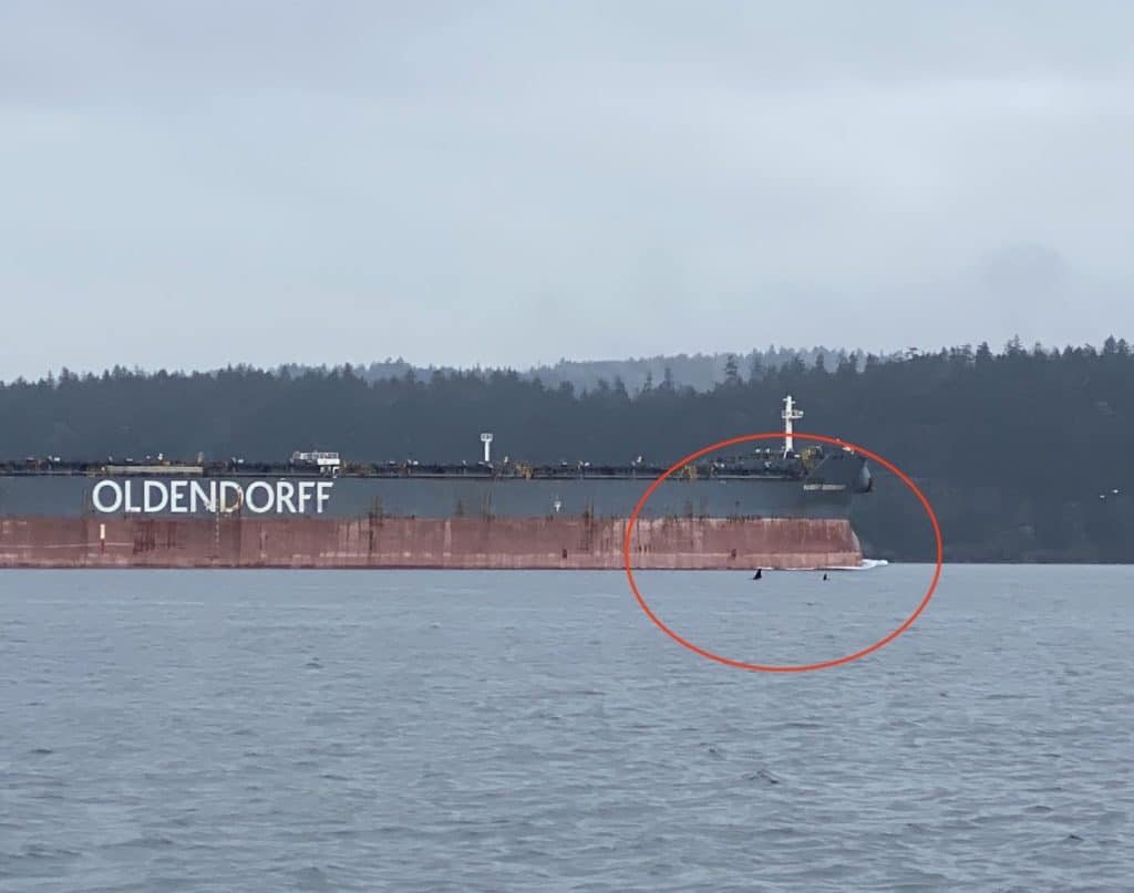 Whale Prey: A Further and Massive BC Sport Fishing Closure?