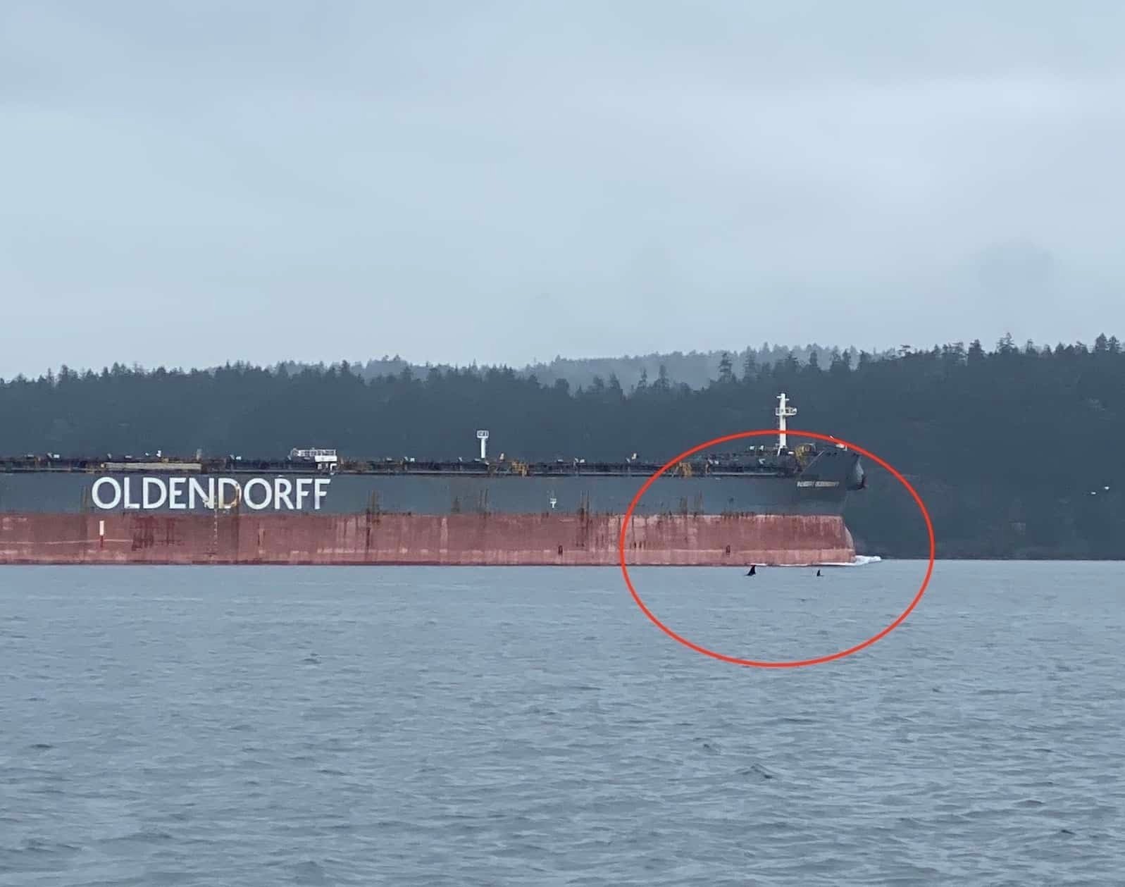 Opinion: Fishermen Need to Speak Up About Southern Resident Killer Whales (SRKW)