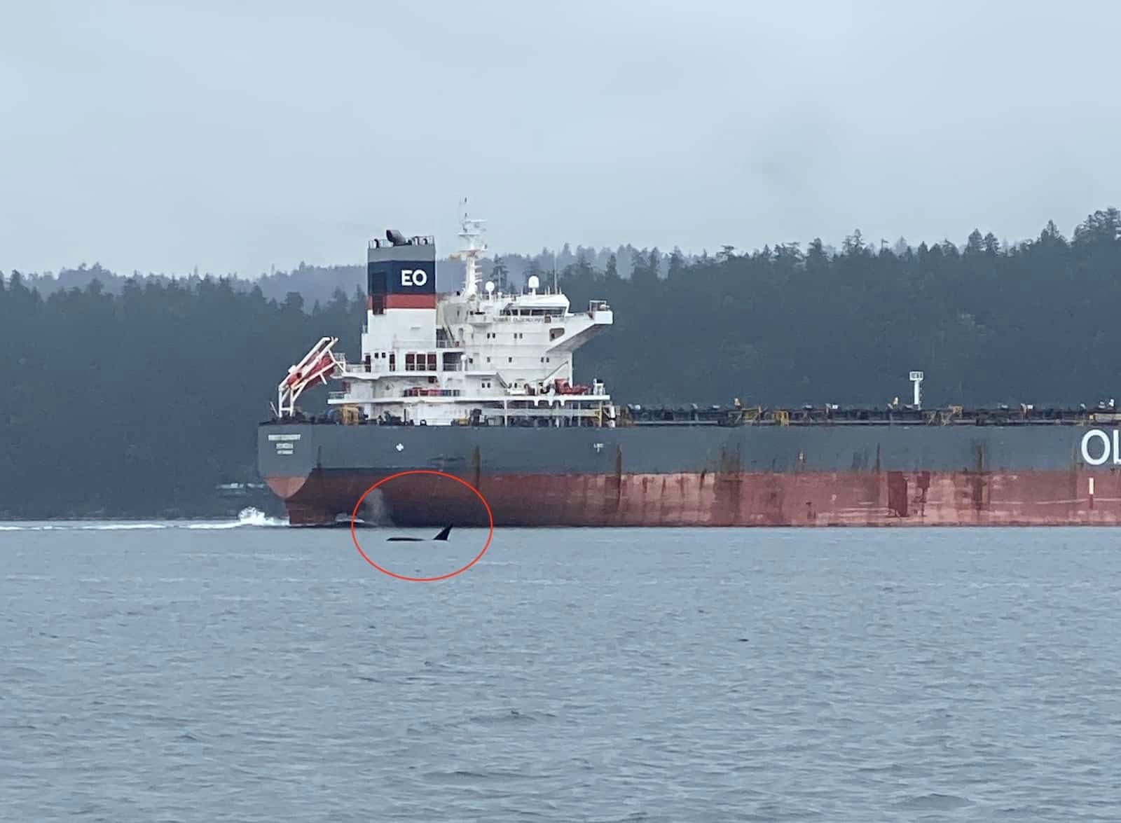 A whale swimming near a large cargo ship in the Gulf Islands, with the ship displaying the letters 'EO' on its side.