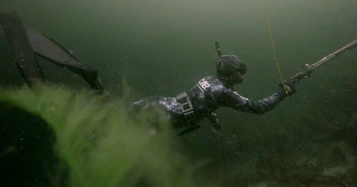A diver in a wetsuit swimming underwater with a speargun, surrounded by green underwater vegetation.