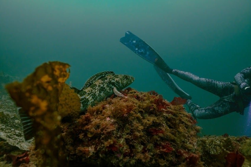 Freedive Spearfishing: Beneath the Liquid Curtain