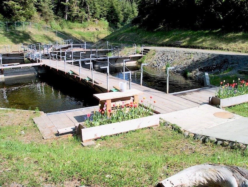 Side Channels: Why Are They Important for Salmon Recovery