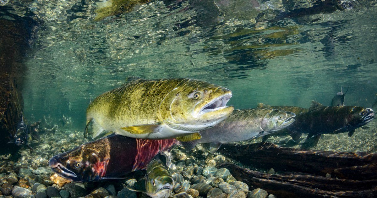 Underwater scene featuring salmon swimming among pebbles and submerged logs in clear water.