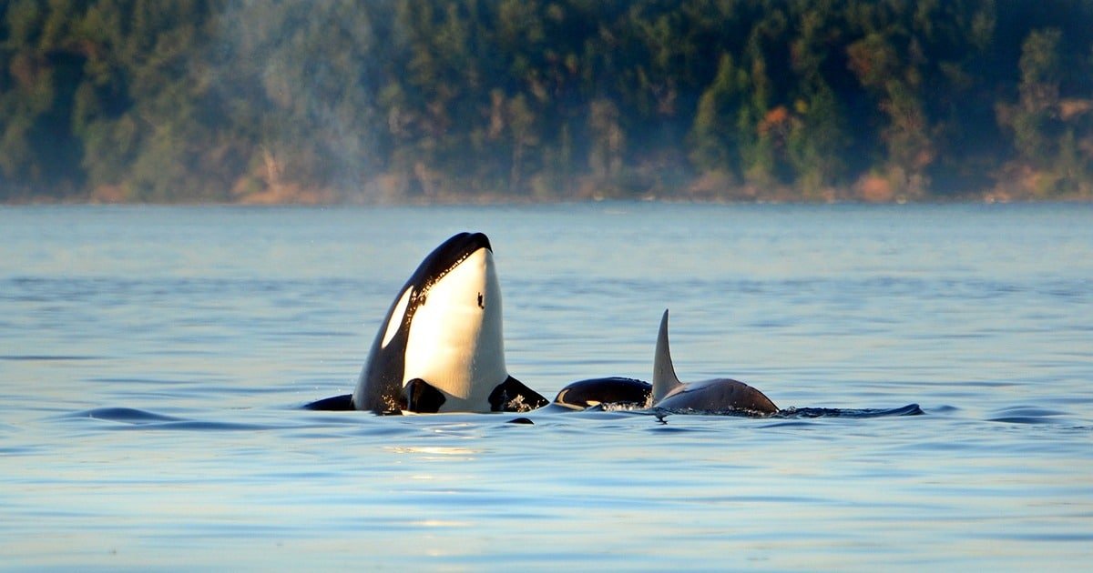 Orca whale partially breaching the water's surface with a calf swimming nearby in calm waters.
