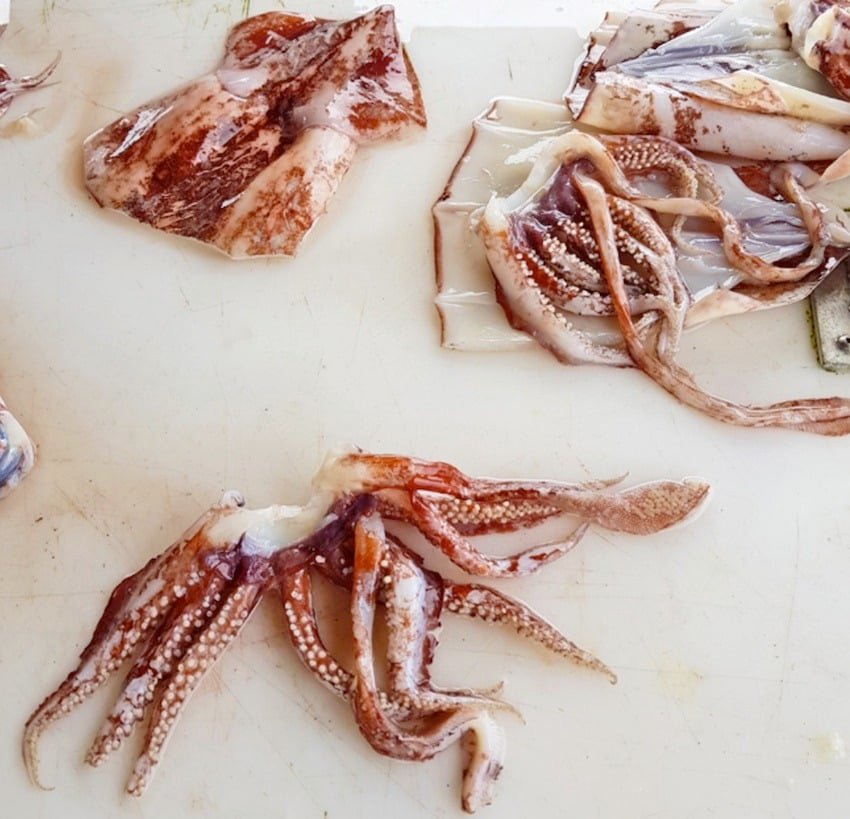 Squid Fishing—Vancouver Island's Emerging Recreational Fishery
