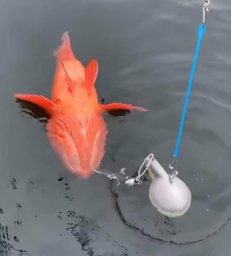 $863 Potential Rockfish Fine