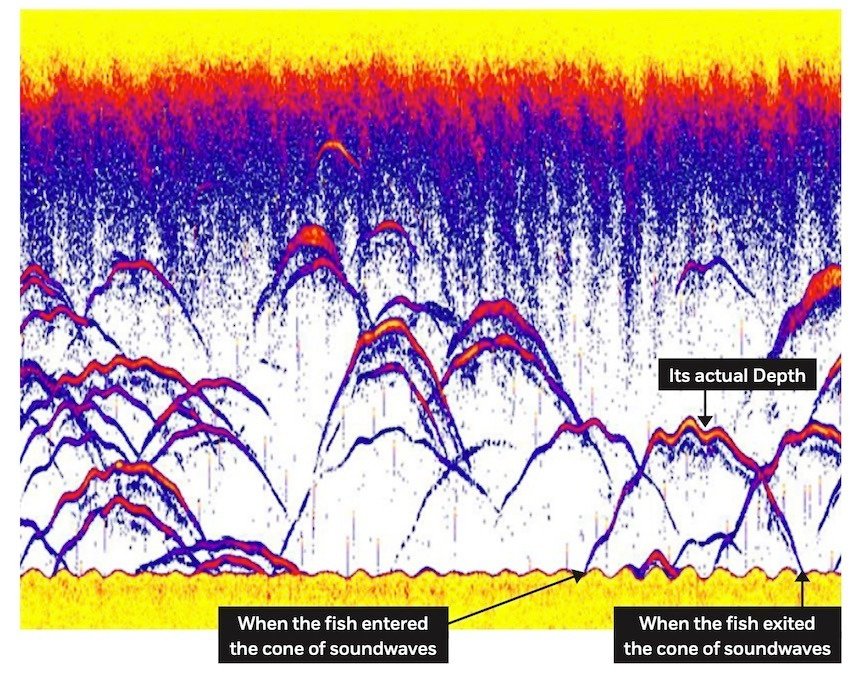 Understanding Your Fish Finder: Fish ID vs Arches