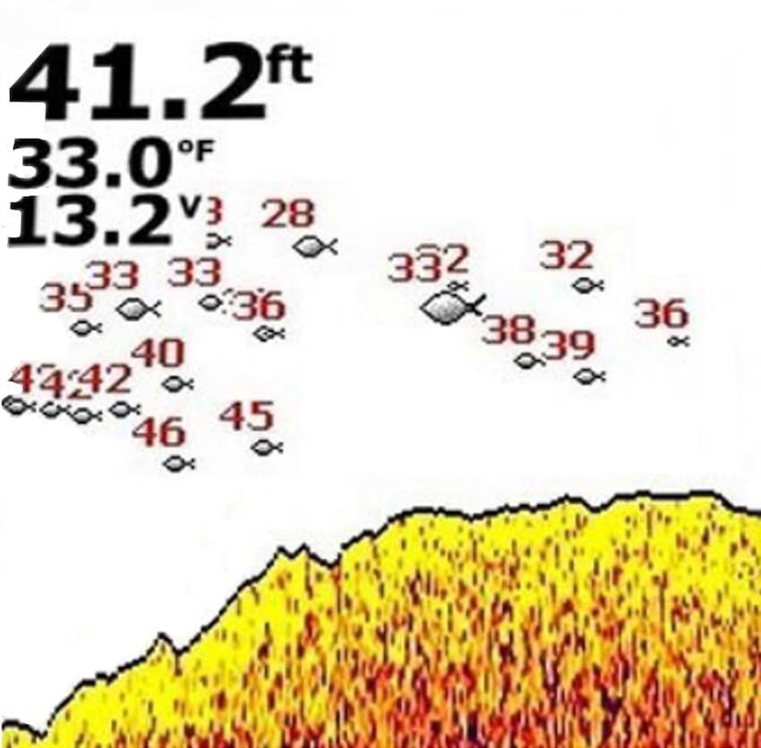 Understanding Your Fish Finder: Fish ID vs Arches