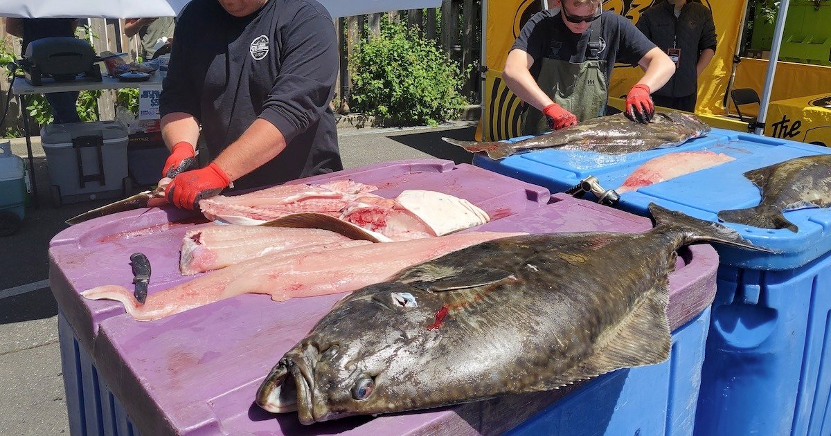 Two individuals preparing halibut fillets on large blue and purple tables at a fish processing event.