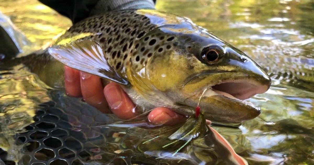 Brown trout held in a hand, with a fishing lure visible in its mouth, partially submerged in water.