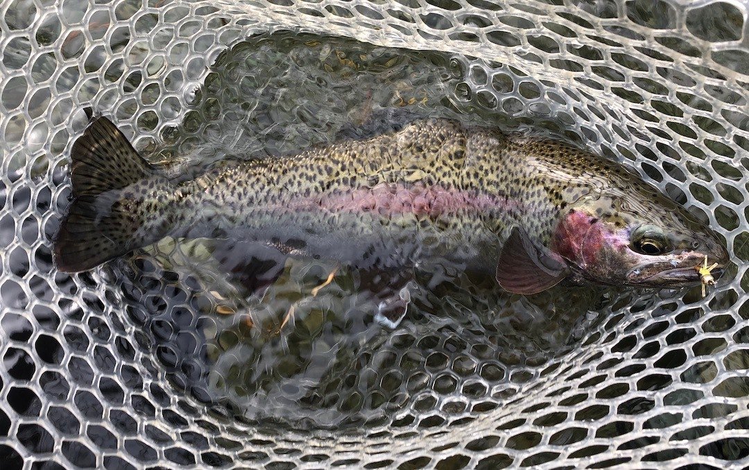 The Hotspot Stonefly Fly