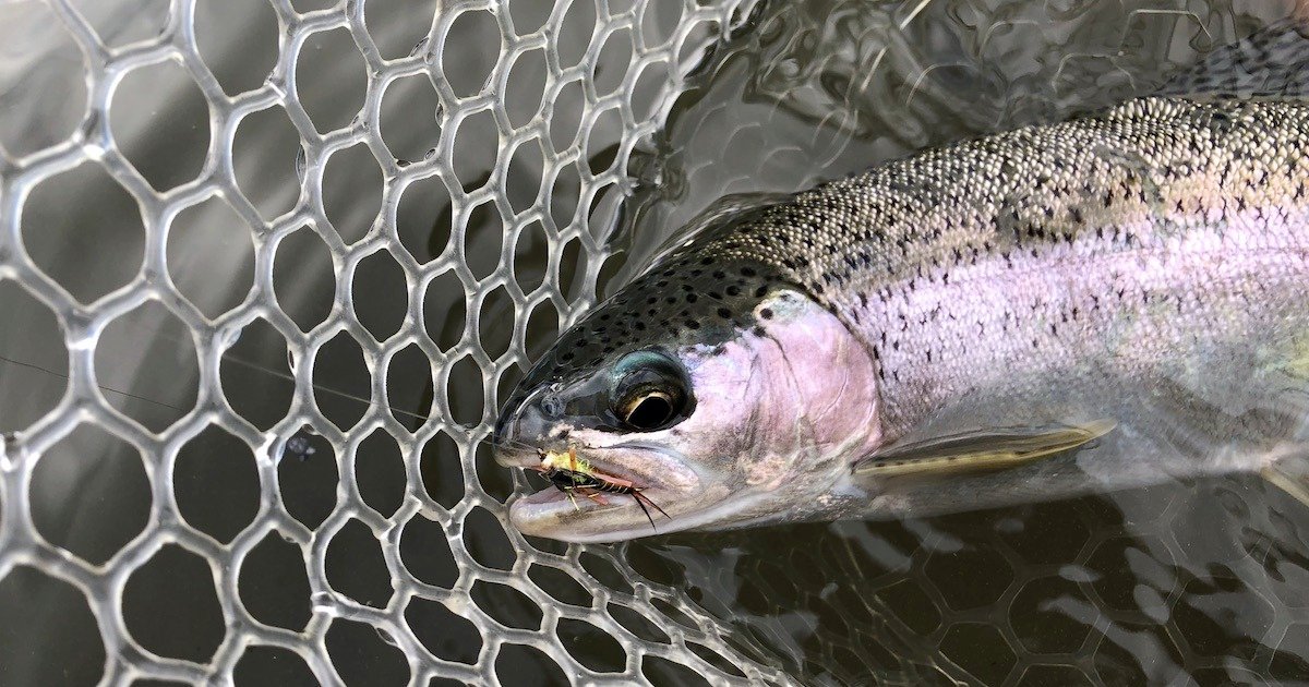 Close-up of a rainbow trout caught in a net, displaying its iridescent scales and distinctive coloration.