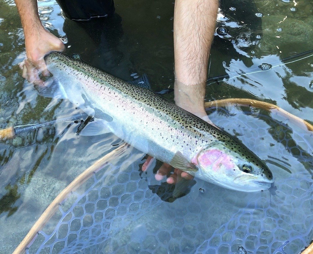 Where Steelhead Meet Science