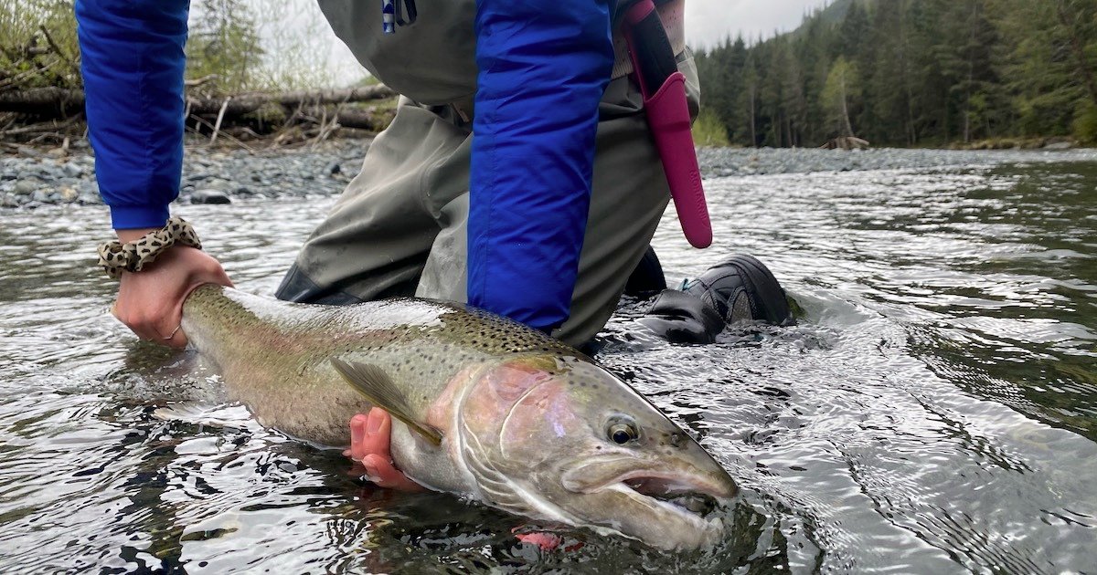 A person holding a large winter-run fish in shallow water, wearing fishing gear and surrounded by a natural landscape.