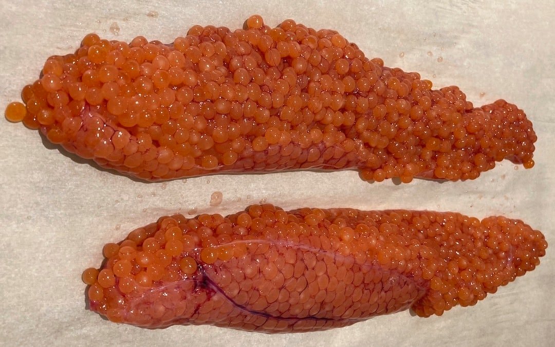 Curing Salmon Roe for Bait or Caviar