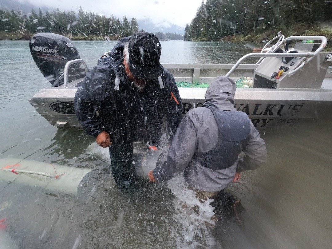 The Percy Walkus Hatchery Marathon