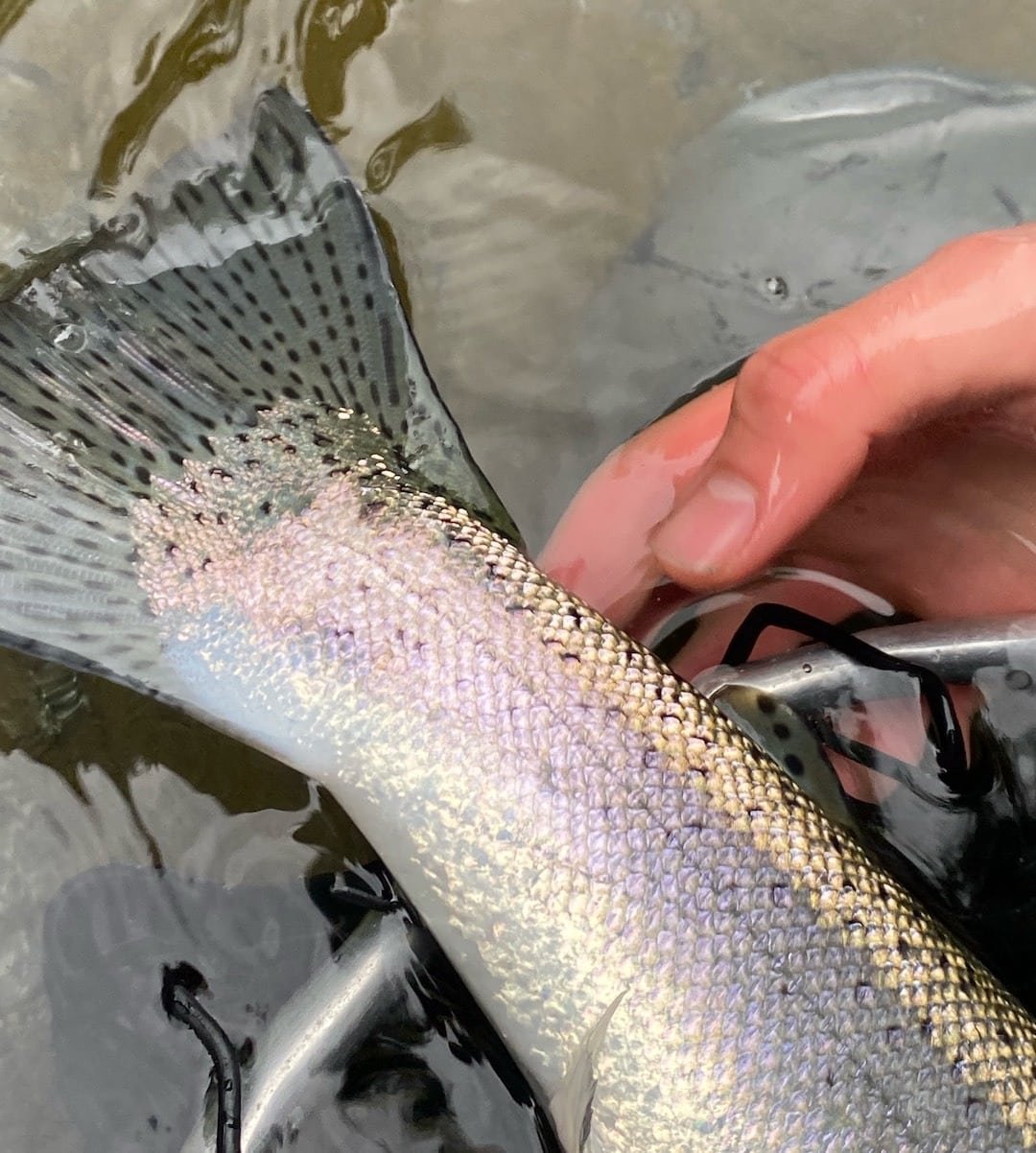 Where Steelhead Meet Science