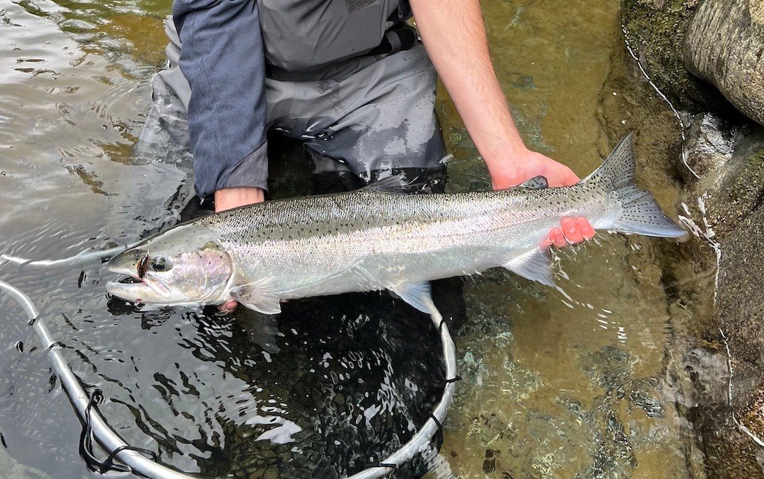 Where Steelhead Meet Science