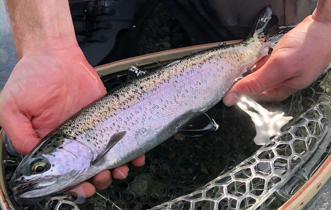 Where Steelhead Meet Science