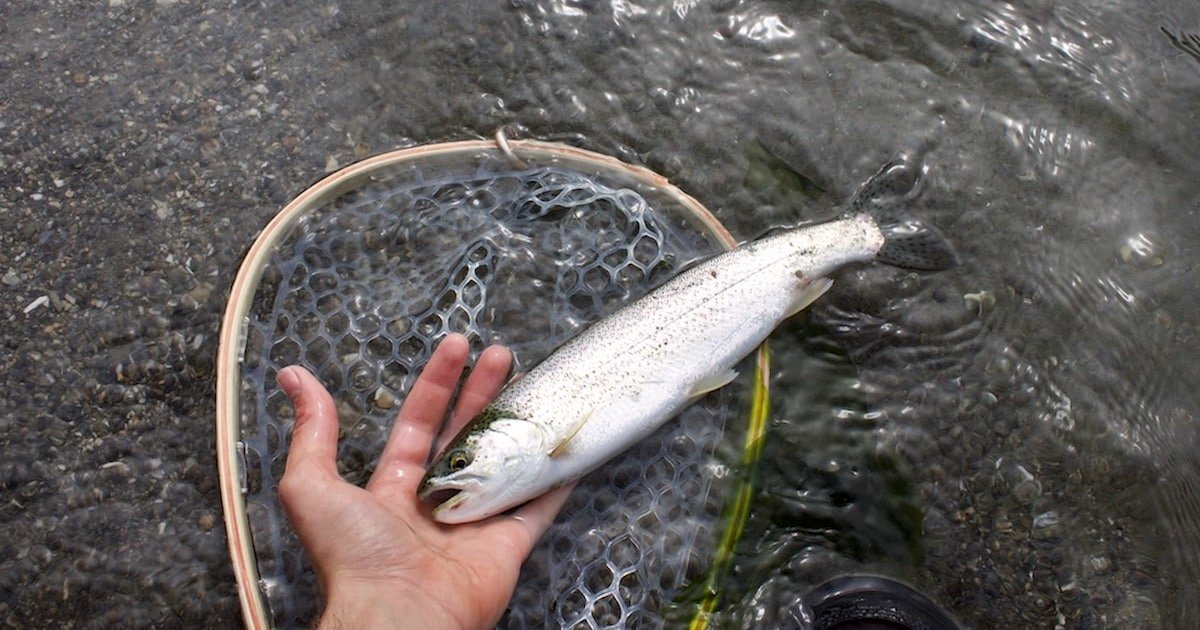 Winter Fishing for Sea-Run Cutthroat Trout in Coastal BC