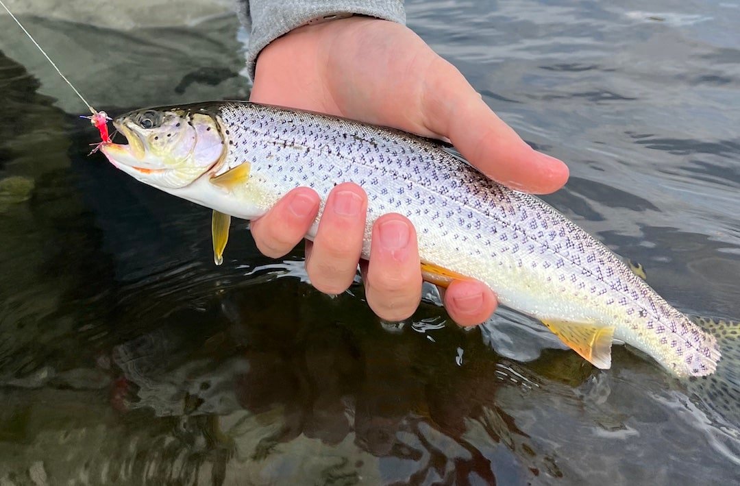 Winter Fishing for Sea-Run Cutthroat Trout in Coastal BC