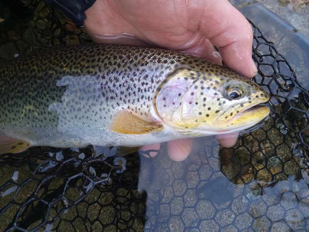 Winter Fishing for Sea-Run Cutthroat Trout in Coastal BC