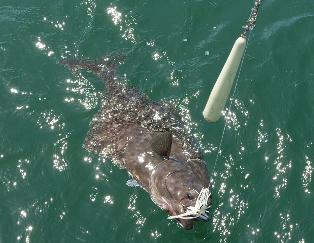 Halibut Regulations Update 2024