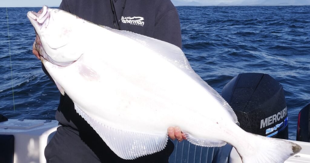 2025 BC Salmon Forecast: South Coast