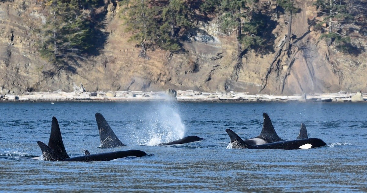 Group of orcas swimming in the water with visible dorsal fins and spouts of water being released.
