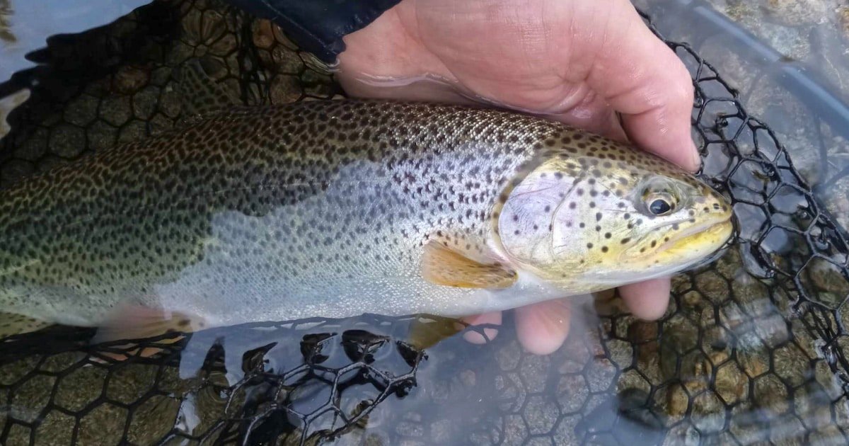 Coastal Cutthroat Trout Sea-run cutthroat trout held by a person with a hand in a net, showcasing its distinctive coloration and markings.