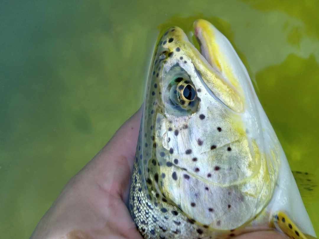 Winter Fishing for Sea-Run Cutthroat Trout in Coastal BC