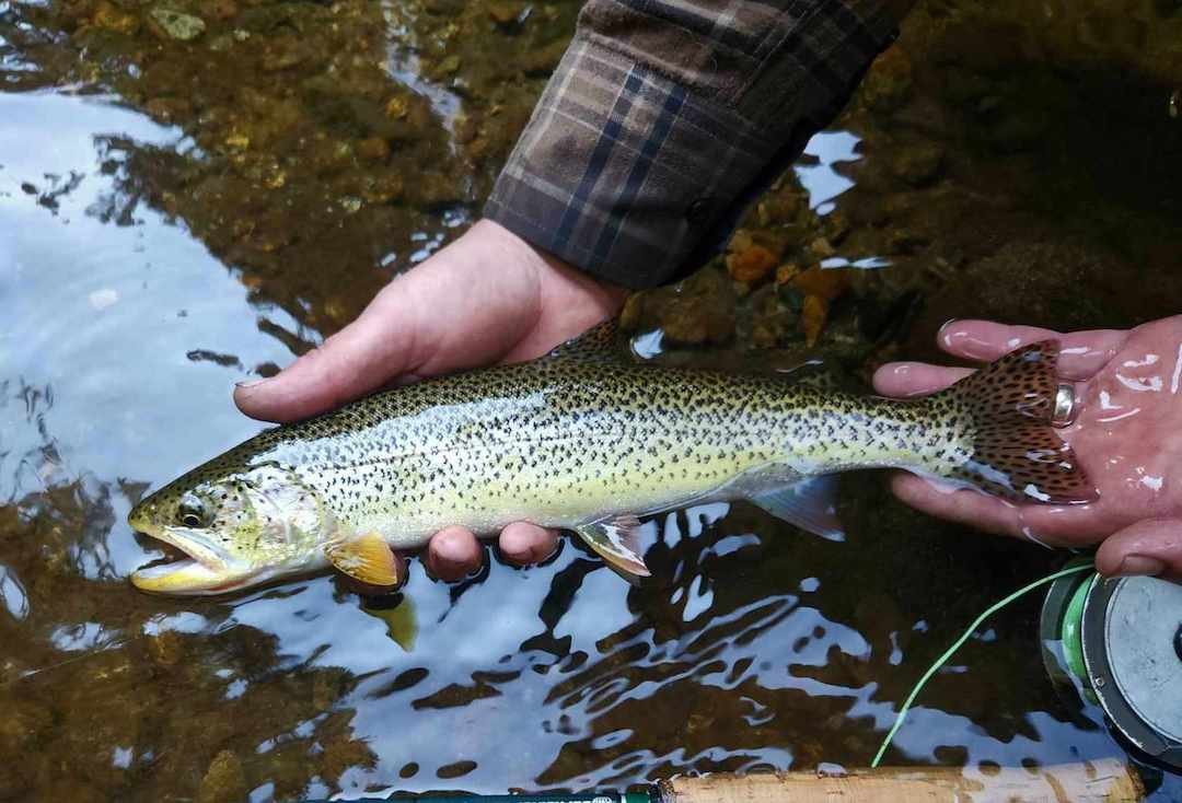 Winter Fishing for Sea-Run Cutthroat Trout in Coastal BC