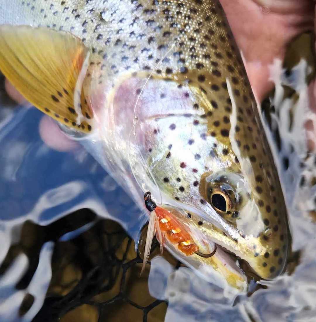 Winter Fishing for Sea-Run Cutthroat Trout in Coastal BC