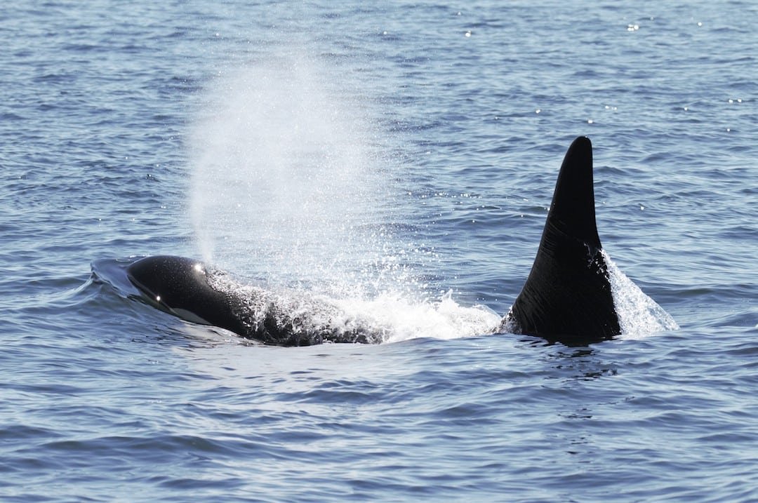 The Southern Resident Killer Whale Survey Closes Feb. 12, 2024