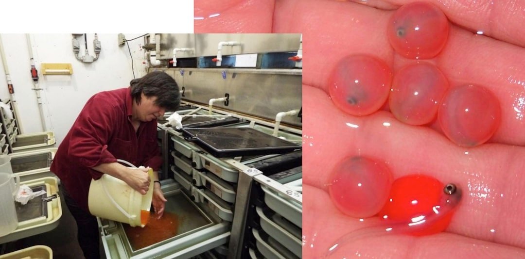 Salmon Dedication: From Monkey Creek to the Marble River