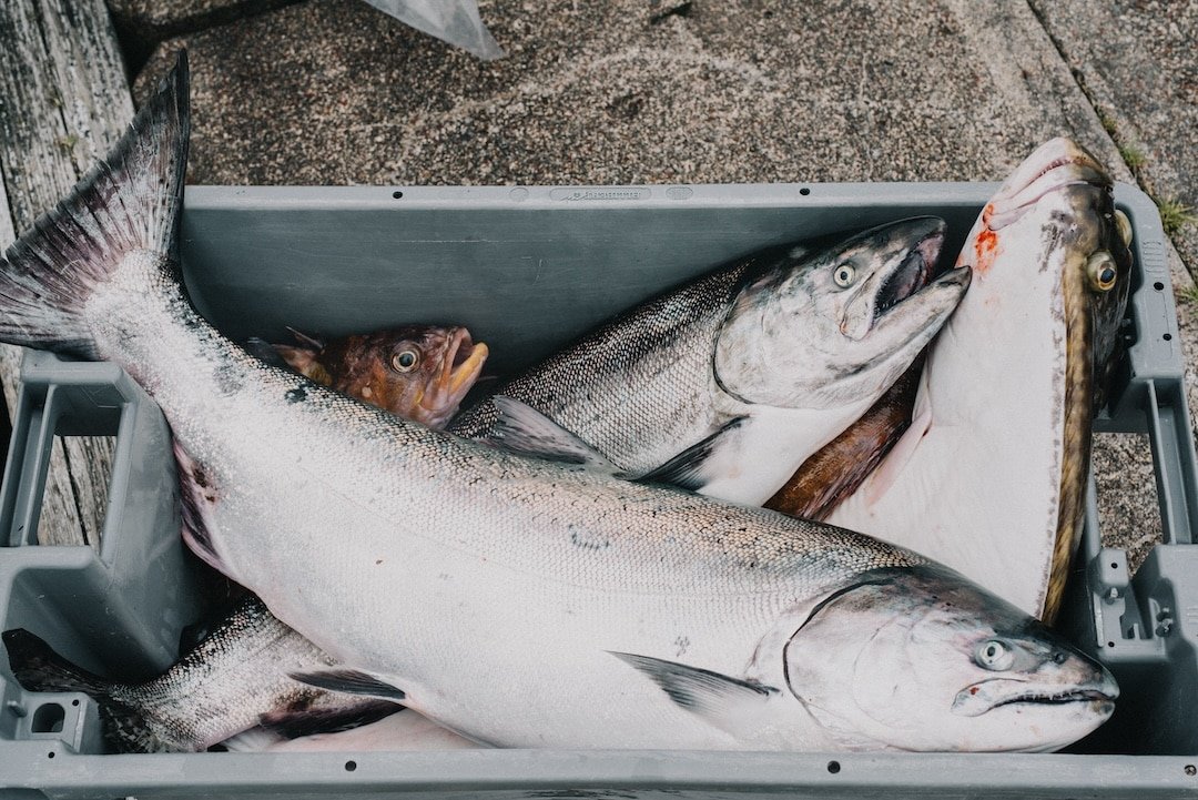 What is The Sport Fishing Institute of British Columbia?