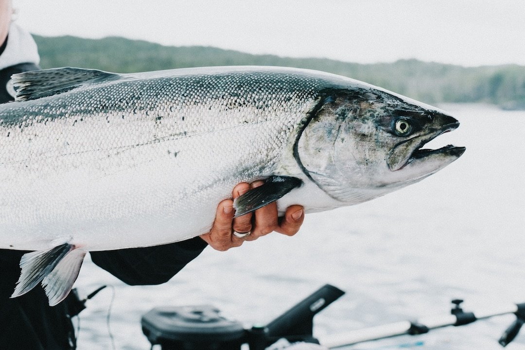 What is The Sport Fishing Institute of British Columbia?