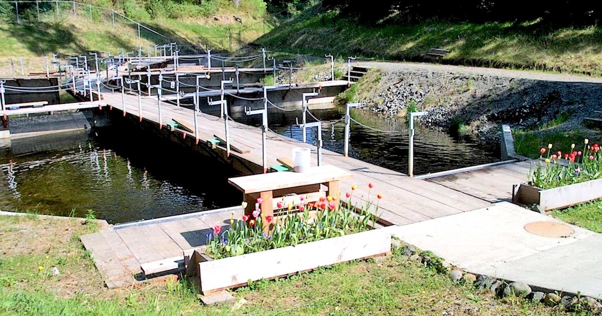 Salmon Dedication: From Monkey Creek to the Marble River