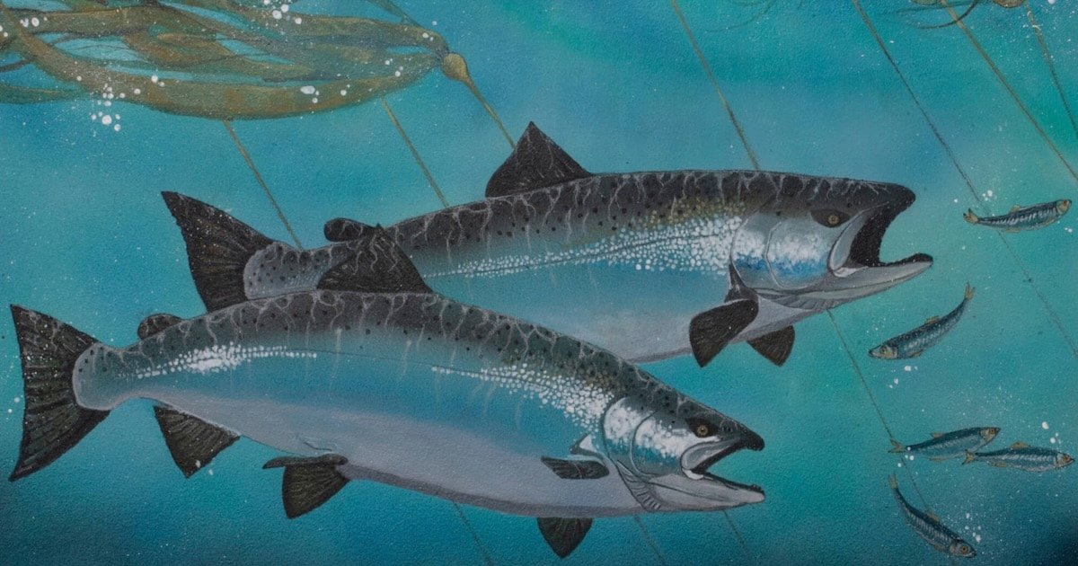 Two salmon swimming in clear blue water, with smaller fish visible nearby and fishing nets in the background.