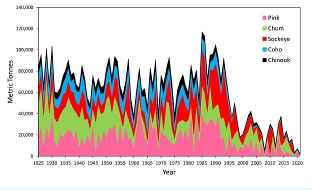 Re-think What We Know About Salmon