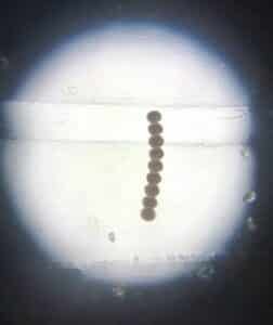 Unraveling the Mysteries of Harmful Algal Blooms in British Columbia’s Coastal Waters