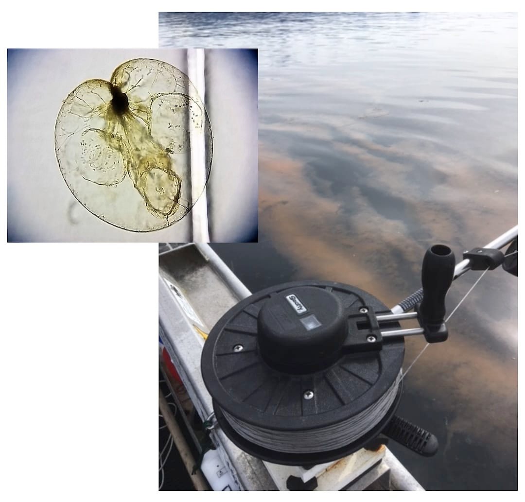 Unraveling the Mysteries of Harmful Algal Blooms in British Columbia’s Coastal Waters