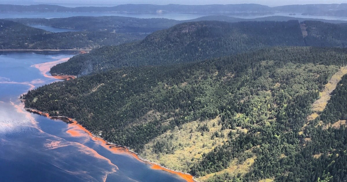 Unraveling the Mysteries of Harmful Algal Blooms in British Columbia’s Coastal Waters