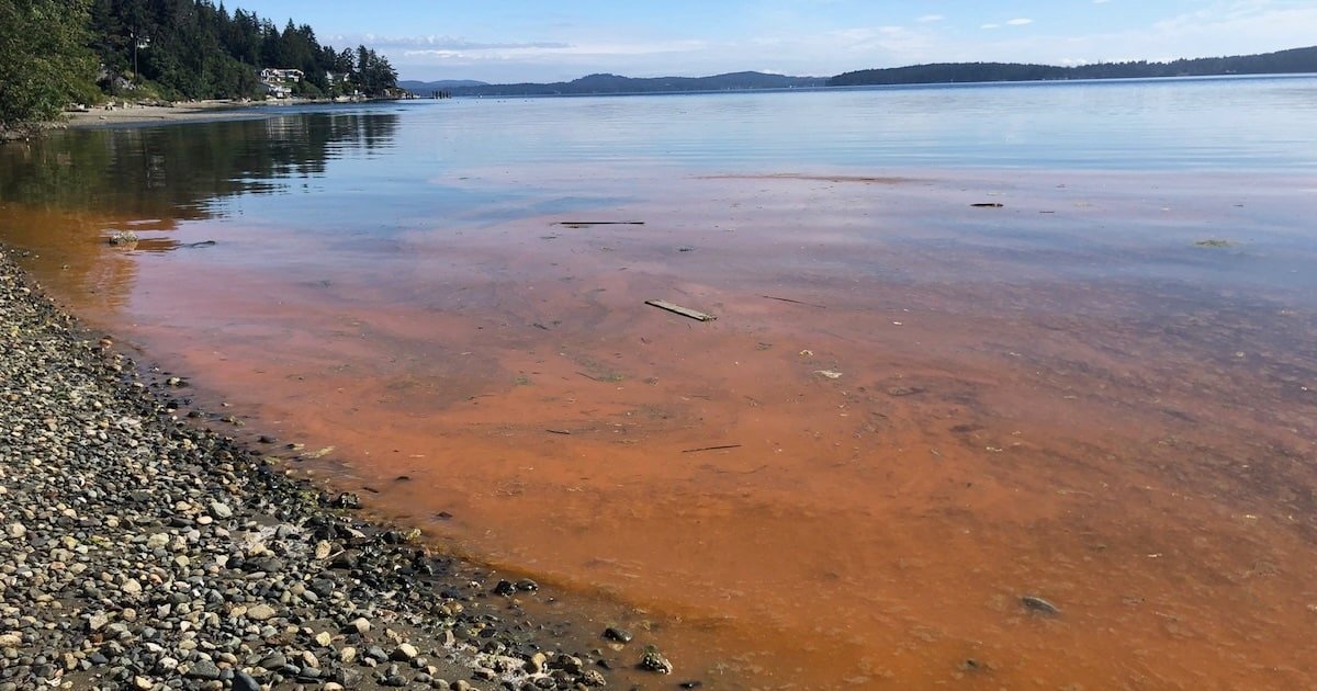 Water surface displaying a bloom of Noctiluca scintillans, characterized by a distinct orange coloration along the shoreline.