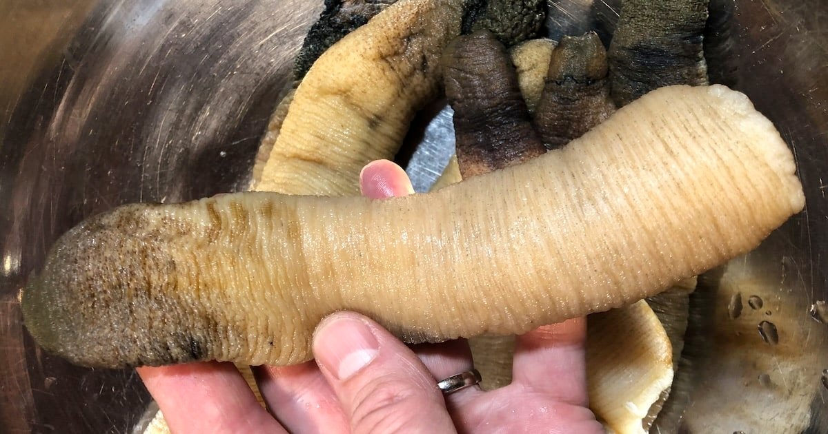 Raw geoduck neck held in a hand, showcasing its elongated, smooth texture and natural coloration.