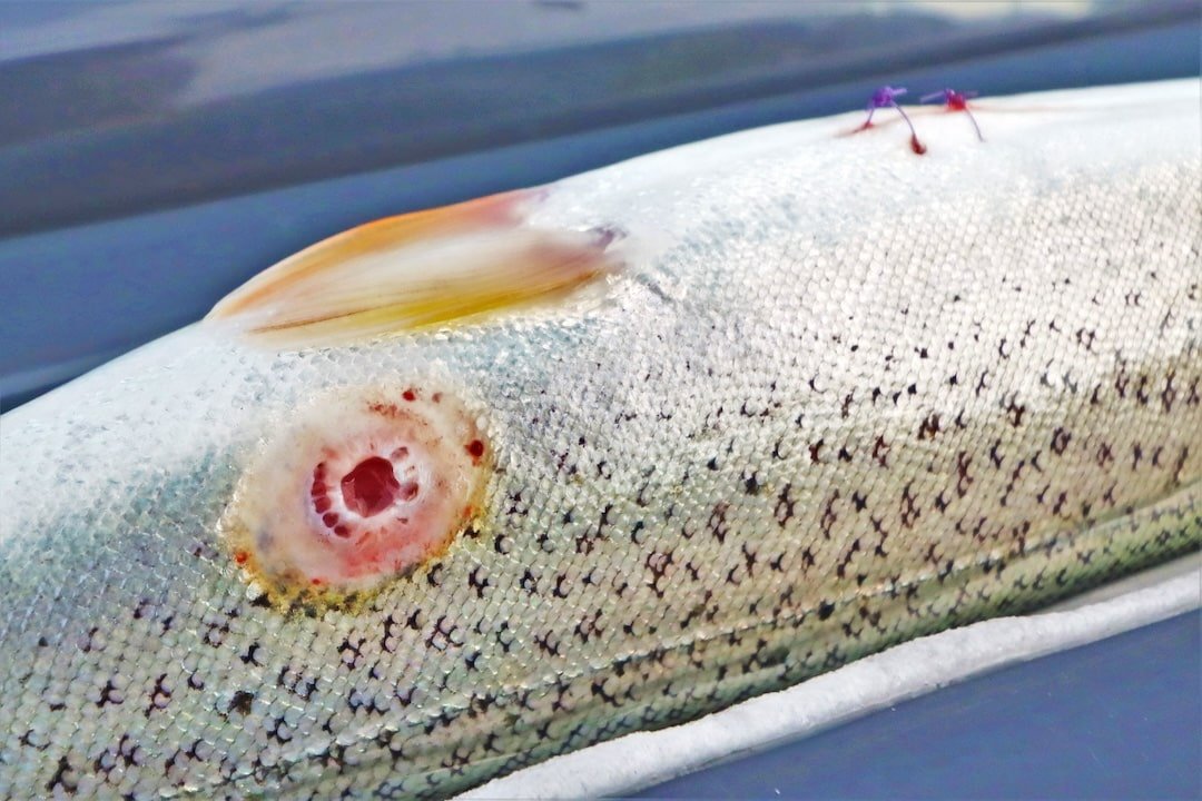 Demystifying Lake-Run Cutthroat Trout