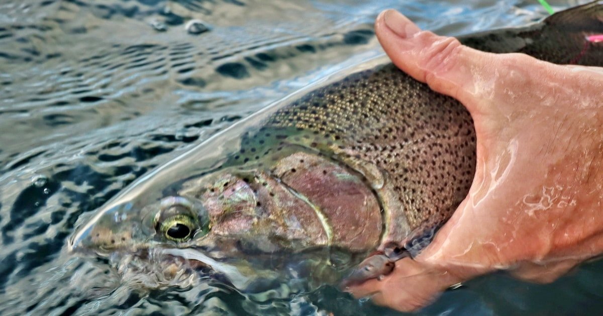 Close-up of a hand holding a large cutthroat trout in water, showcasing its distinct coloration and markings.