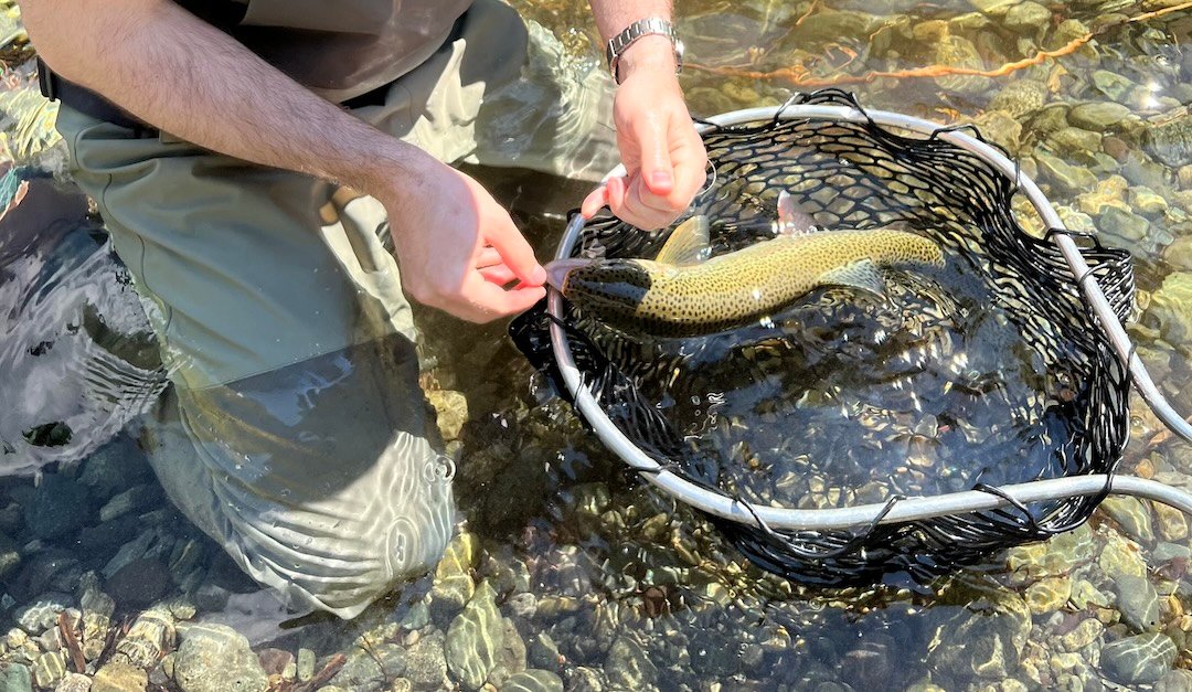 Effects of Temperature on Trout