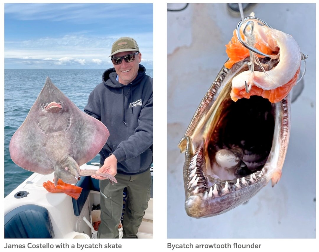 How to identify Black Cod bycatch: Arrowtooth Flounder vs. Halibut comparison on the BC coast.