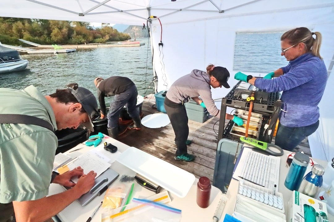 Demystifying Lake-Run Cutthroat Trout